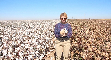 Şanlıurfa’da doğal renkli pamuğun hasadı başladı