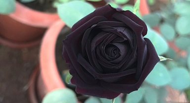 Şanlıurfa'da karagül hasadı başladı