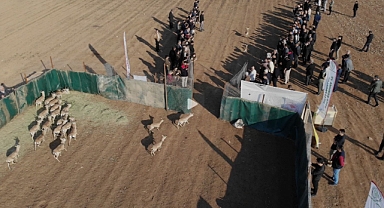 Şanlıurfa'da ki 30 ceylan Cudi Dağı'na  bırakıldı