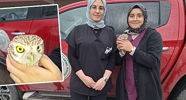 Urfa'da kukumav kuşu yaralı halde bulundu!