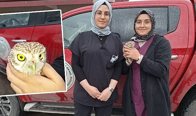 Urfa'da kukumav kuşu yaralı halde bulundu!
