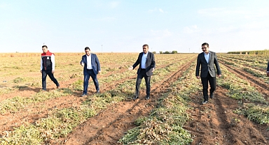 Vali Şıldak, Yer Fıstığı Hasadına Katıldı