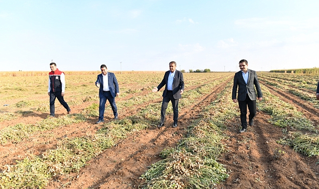 Vali Şıldak, Yer Fıstığı Hasadına Katıldı