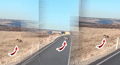 Az rastlanan 2 yaban hayvanı Şanlıurfa'da kameralara yakalandı