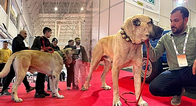 Şanlıurfa'da çobanların vazgeçilmezi: Guregh köpekleri