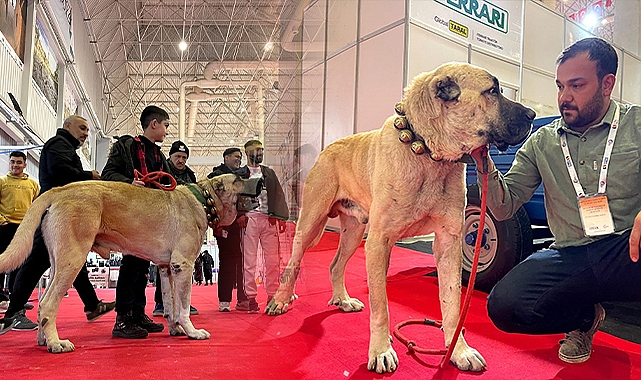 Şanlıurfa'da çobanların vazgeçilmezi: Guregh köpekleri