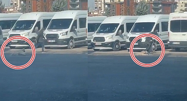 Şanlıurfa'da köpeğe eziyet kamerada