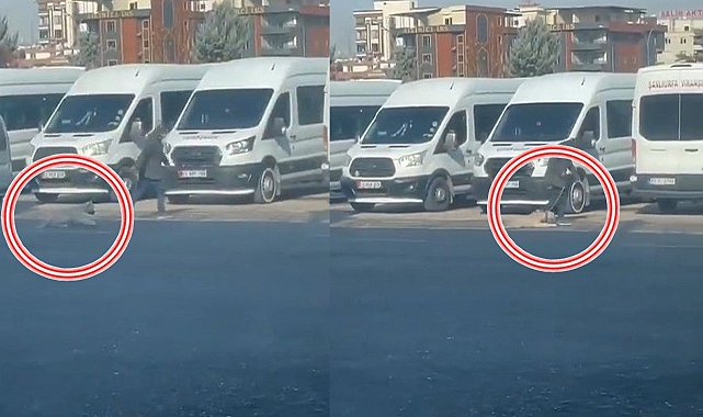 Şanlıurfa'da köpeğe eziyet kamerada