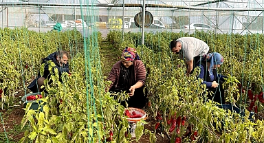Şanlıurfa’da GAP ile tarımda yeni dönem başladı