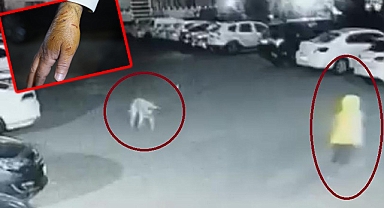 Diyarbakır'da sokak köpeğinin saldırdığı 3 kişi yaralandı