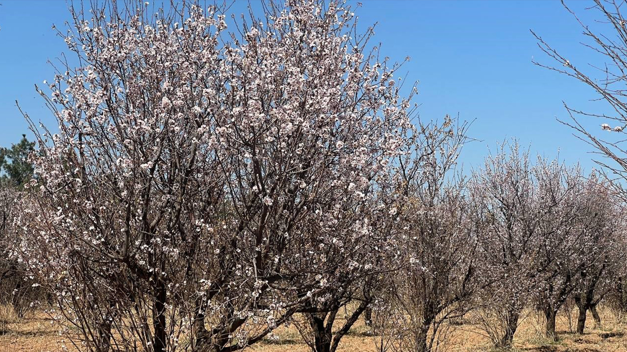 Şanlıurfa’da erken bahar: Badem ağaçları çiçek açtı