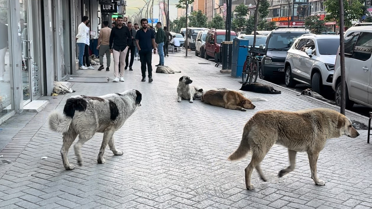 Şanlıurfa’da sokak köpekleri 2 kişiyi ısırdı
