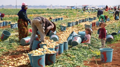 Adana'da soğan hasadı başladı!