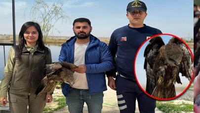Şanlıurfa’da Karaçaylak kuşu tedavi altına alındı
