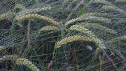 Şanlıurfa'da hububat üretimi ve kuraklık etkileri