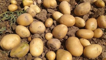 Mart'ta en çok patates pahalandı