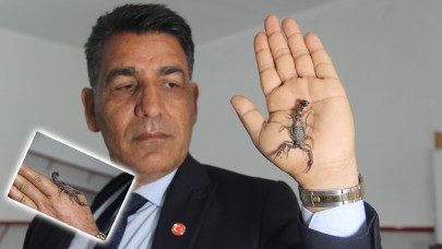 Dünyanın en pahalı sıvısı Şanlıurfa’da! Anadolu akrebi korunuyor