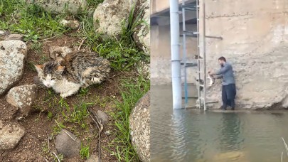 Siverek'te kedi kurtarma operasyonu!