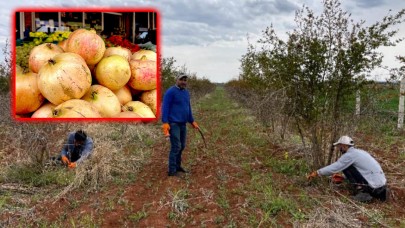AB tescilli Suruç narında budama sezonu başladı