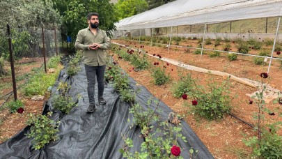 Sadece Halfeti’de Yetişen Karagülün Hasadı Başladı