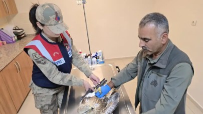 Viranşehir’de yaralı kartal kurtarıldı