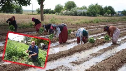 Sadece Birecik’te Yetişiyor: Tescilli Patlıcanda Ekim Başladı