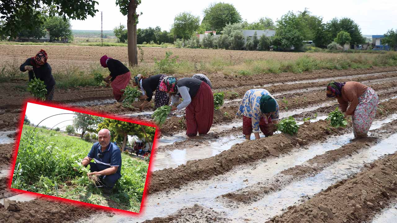 Sadece Birecik’te Yetişiyor: Tescilli Patlıcanda Ekim Başladı