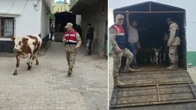 Hilvan ve Birecik’te kayıp 26 inek ve koyun kırsalda bulundu
