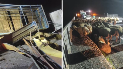 Şanlıurfa'dan Bingöl'e giden kurbanlık tır devrildi: Onlarca koyun telef oldu