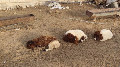 Şanlıurfa’da başıboş köpekler 33 kuzuyu telef etti