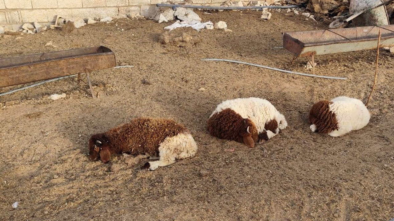 Şanlıurfa’da başıboş köpekler 33 kuzuyu telef etti