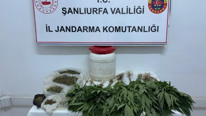Suruç’ta 29 kenevir bitkisi ve 486 gram esrar ele geçirildi