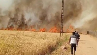 Harran Ovası'nda 40 dönüm ekili arazi yandı