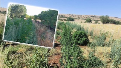 Diyarbakır'da 22 Bin Kök Kenevir ve 12 Kg Esrar Ele Geçirildi