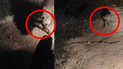 Türkiye’de ilk kez Halfeti’de görüldü: Çizgili Anadolu Sırtlan gençlere saldırdı