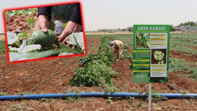 Ata Tohumları Filizlendi: Şanlıurfa’da Coğrafi İşaretli Ürünler Hasat Ediliyor