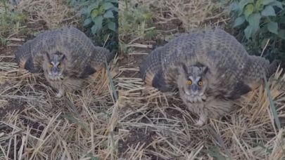 Siverek'te kulaklı orman baykuşu görüntülendi