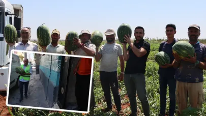 Şanlıurfa’da tarlada kalmadı, sofralara taşındı: Yaylak Karpuzu