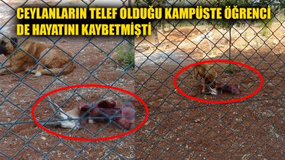 Harran Üniversitesi’nde başıboş köpekler 2 ceylanı parçaladı