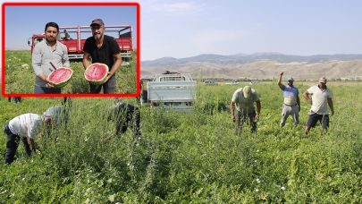 Şanlıurfalı tarım işçileri Yozgat'ta karpuz hasadında ter döküyor