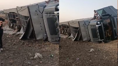 Şanlıurfa’da Büyükbaş Hayvan Yüklü Tır Kaza Yaptı, Yaralılar Var