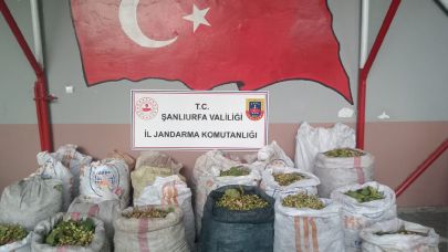 Ceylanpınar’da TİGEM Arazisinden Fıstık Çalan 13 Kişi Gözaltında