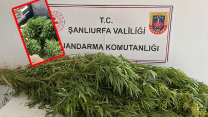 Birecik ve Viranşehir’de jandarmadan uyuşturucu operasyonu
