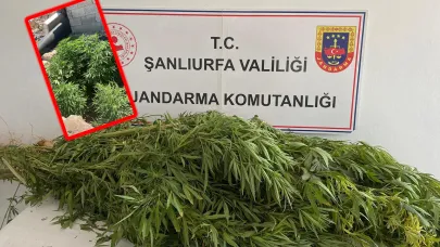 Birecik ve Viranşehir’de jandarmadan uyuşturucu operasyonu