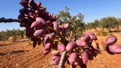 Şanlıurfa fıstık üretiminde büyük tehlike açıklandı