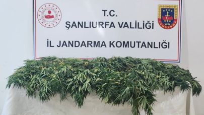 Siverek ve Halfeti ilçesinde uyuşturucu operasyonu!