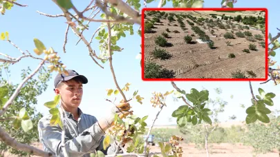 Şanlıurfalı Mevsimlik İşçiler 45 Derecede Fıstık Hasadında