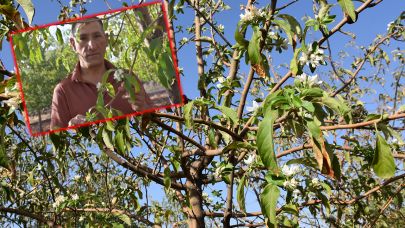 Siverek’te sıra dışı doğa olayı: Elma ağaçları mevsim dışında çiçeklendi