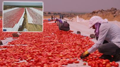 Karacadağ’ın Domatesleri ABD’ye İhraç Ediliyor