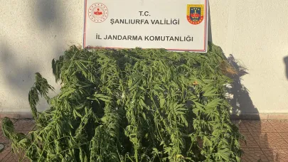 Siverek’te jandarma baskını: Evden 35 kök kenevir çıktı